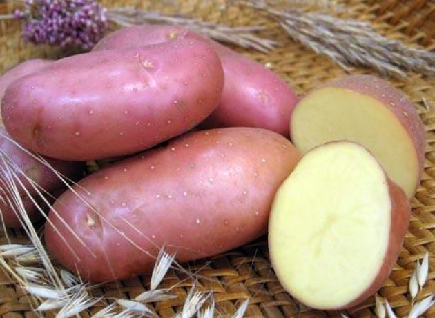 Batatas Vermelho Scarlet: Descrição da variedade, pousando e cuidados