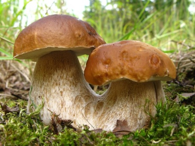 Выращивание белых грибов и особенности ухода за ними
