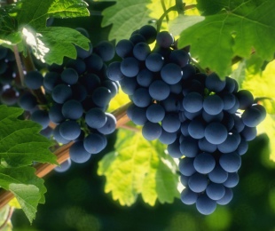 Transplante de uva: instruções passo a passo