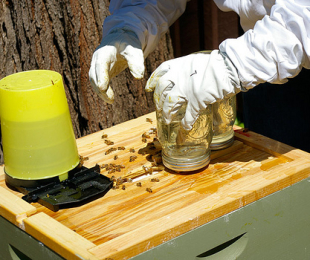Hranilnice, ki so čebele to storite sami