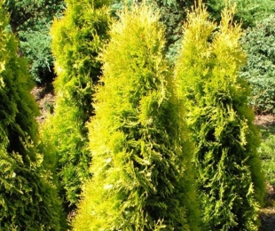 Thuja Amber, Landing and Care
