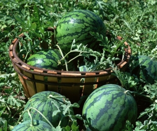 Ako zasadiť melóny