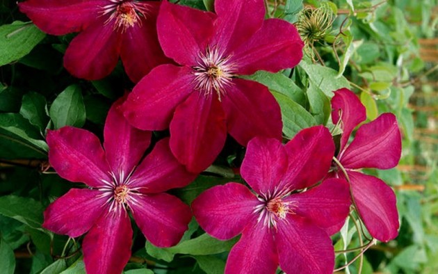 Clematis Rouge Cardeal, pouso e cuidado