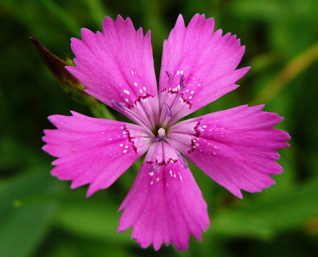 Carnation Herbanka, სადესანტო და ზრუნვა