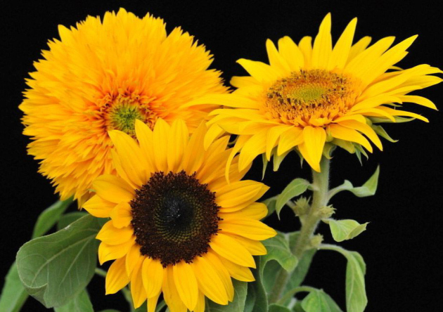Dekorativni Sunflower: Prostori za sajenje in nego