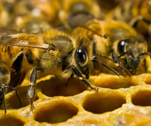 prezimovanja čebel