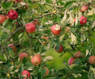 özellikleri, yollar, kurallar: elma ağaçlarının aşılanması
