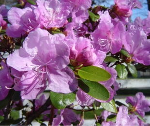 Rhododendron เชื่อมโยงไปถึงและดูแลในดินเปิด