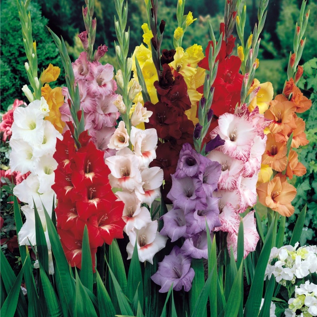 Gladiolus, pouso e cuidado