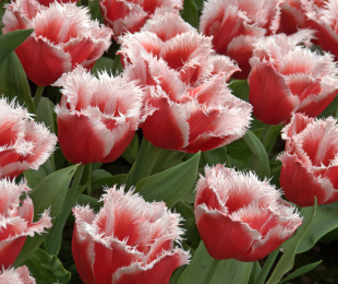Holandské tulipány, pristátie a starostlivosť