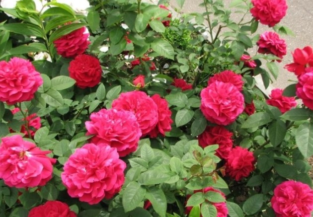 Roses Roses: Kako vpletati vrtnico na rosehip