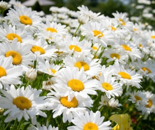 Chamomile Garden, Landing and Care