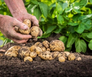 Batatas de sementes, pouso e cuidados