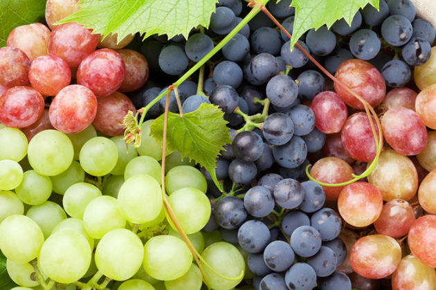 Uvas nos urais sul, pousando e cuidados
