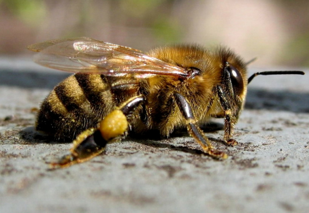 Vrste in pasme čebel