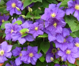 Clematis Blue Angel, Landing and Care