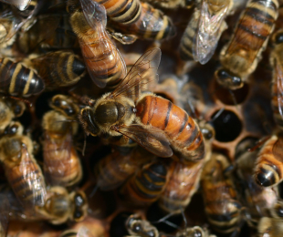 Методи на заразения за пчелина
