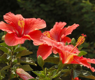 Hibiscus, Landing and Care
