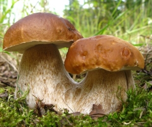 Crescendo cogumelos brancos e as peculiaridades do cuidado deles