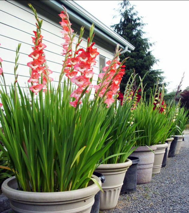 Gladiolus em vasos, pouso e cuidado