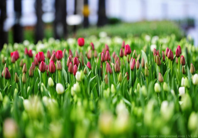 Tulipanes botánicos, aterrizaje y cuidado.