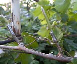 როგორ გაჭრა ყურძენი გაზაფხულზე დამწყებთათვის, სქემა, ფოტო