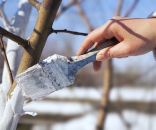 Tempetas de árvores: Características da Spring Whitewash, instruções passo a passo