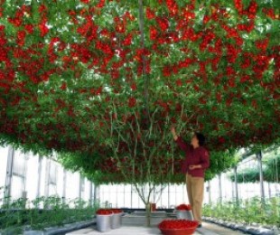 Tomate Tree 