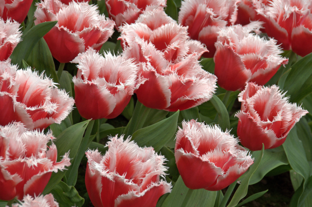 Holandské tulipány, pristátie a starostlivosť