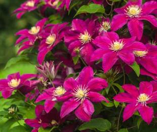 Clematis Brush, Landing and Care