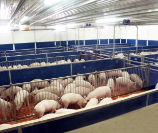 Систем вентилације у свињи