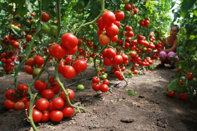 polikarbonat, iniş ve bakımı bir serada domates