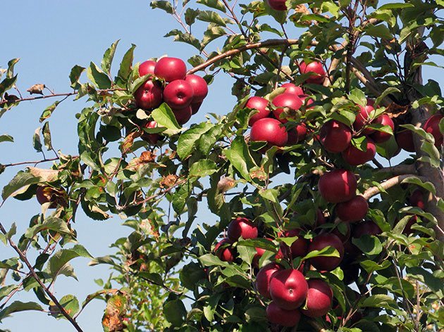 ჯუჯა ვაშლის ხე, სადესანტო და ზრუნვა