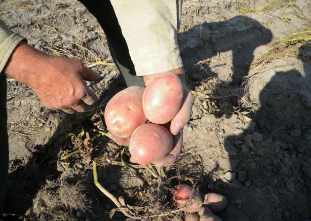 Batatas Rosárias: Descrição do Grau, Crescendo