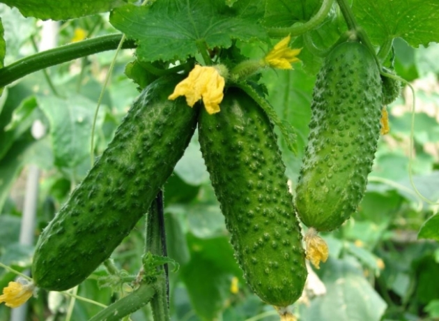 Fertilizantes para pepinos: Características de elección y uso