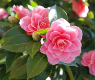 Camellia Garden, pristátie a outdoor starostlivosť