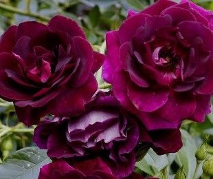 Rosa floribund, pouso e cuidado