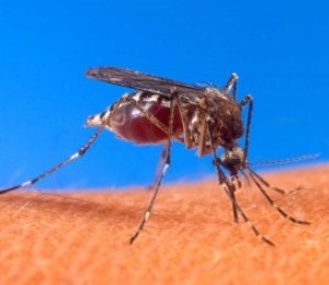 Натуральное и эффективное средство от комаров