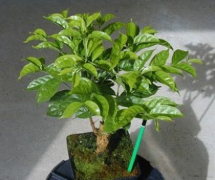 Выращивание кофе из семян и черенков