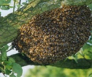 วิธีการหลีกเลี่ยงผึ้งสีดอกกุหลาบ