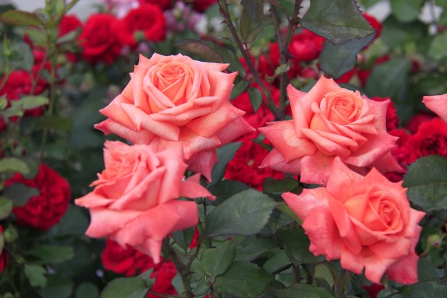 Розы на Урале, посадка и уход. Как выращивать розу на Урале. Статьяраскрывает особенности выращивания роз в климатических условиях Урала иСибири
