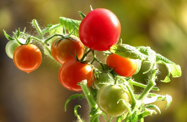 Tomates precoces de baixa insistência: recursos crescentes