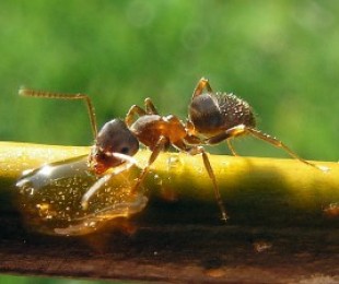 Как избавиться от садовых муравьев или полезные советы для дачников
