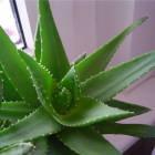 Aloe, pouso e cuidados em casa