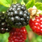 Биологично активни вещества в BlackBerry