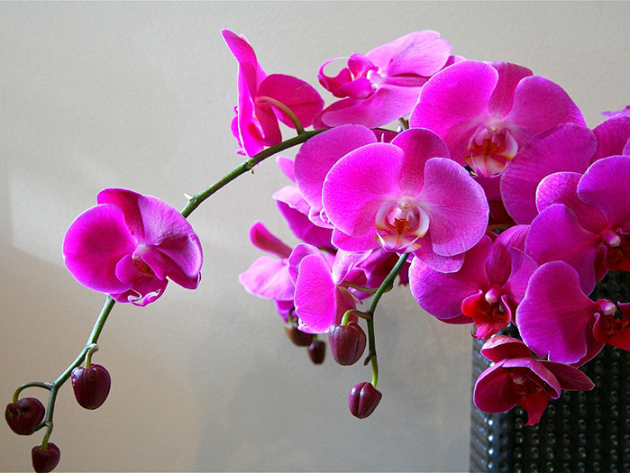 Evde orkide, iniş ve bakım
