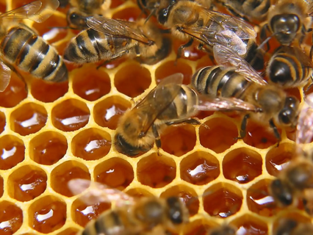 Pavilhão de cassete para abelhas. Recursos e recursos característicos