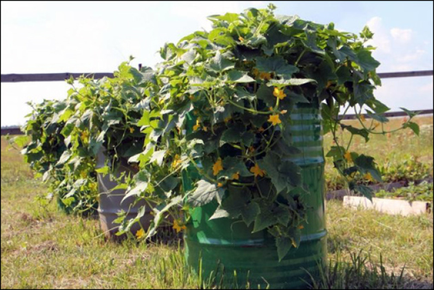 Technická výsadba uhoriek v Barrel