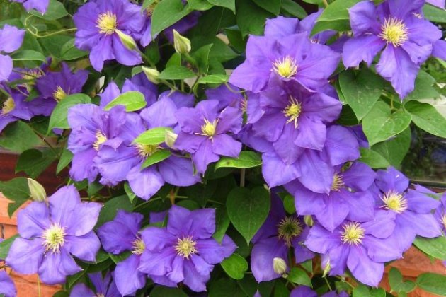 Clematis Blue Angel, Landing and Care