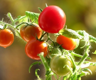 Tomates precoces de baixa insistência: recursos crescentes